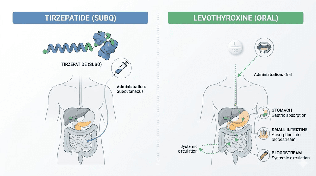 Tirzepatide and levothyroxine interaction pathway diagram