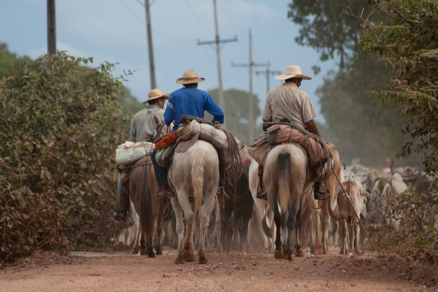 Distant view of cowboys on horseback in a dusty landscape, with light dust in the air and small patches of green vegetation scattered across the ground. Ferne Ansicht von Cowboys auf Pferden in einer staubigen Landschaft, mit leichtem Staub in der Luft und kleinen grünen Vegetationsflecken auf dem Boden. Pantanal.