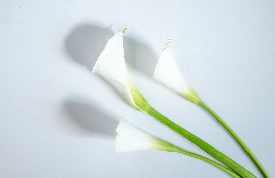 Three white flowers