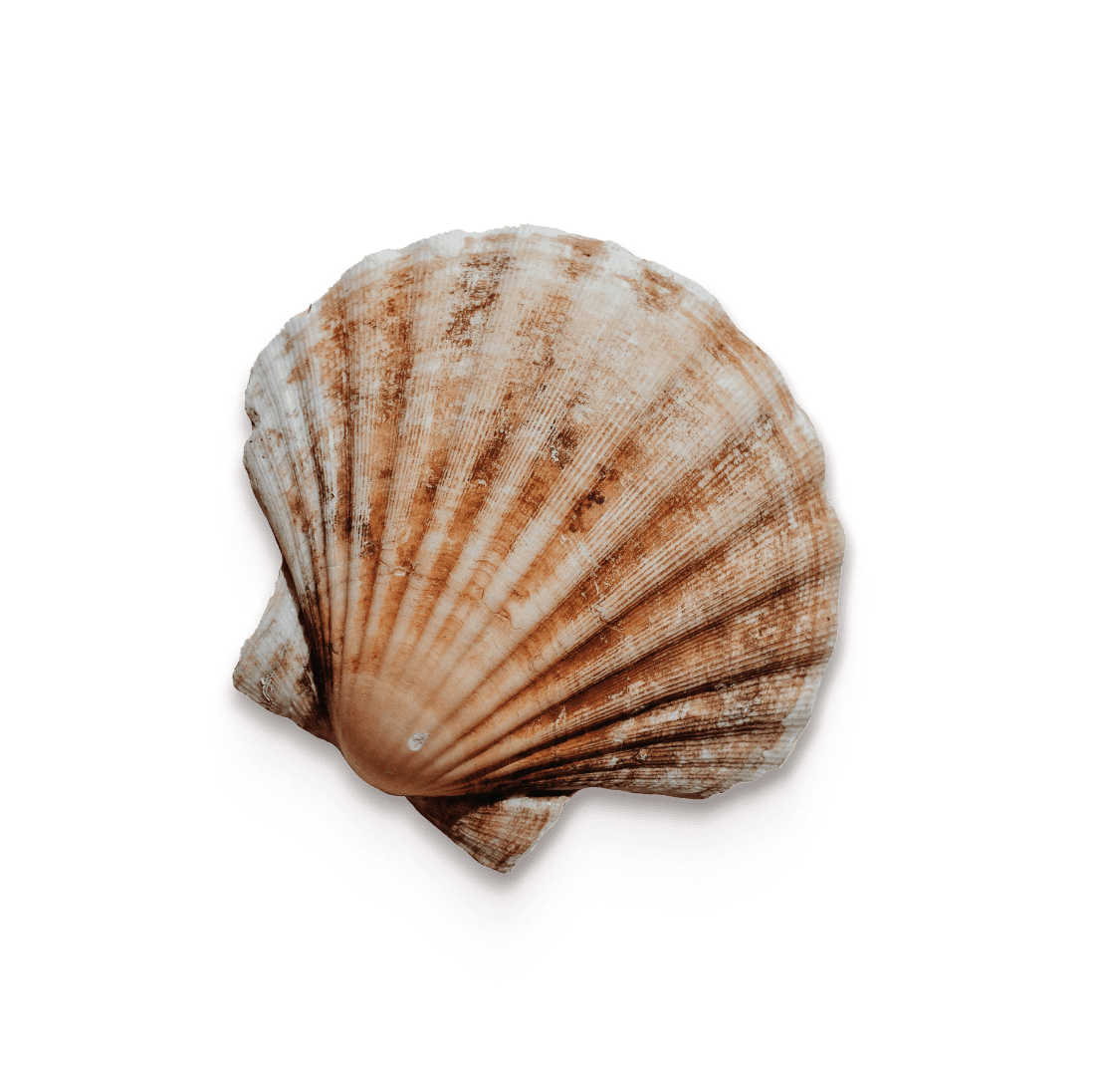 shell