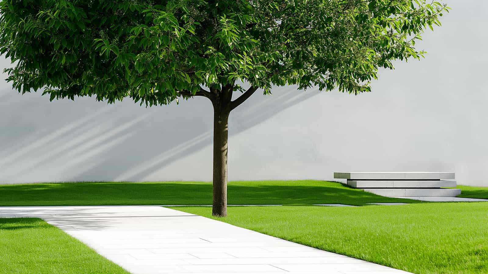 Simple outdoor space with tree and path, clean and structured landscape design