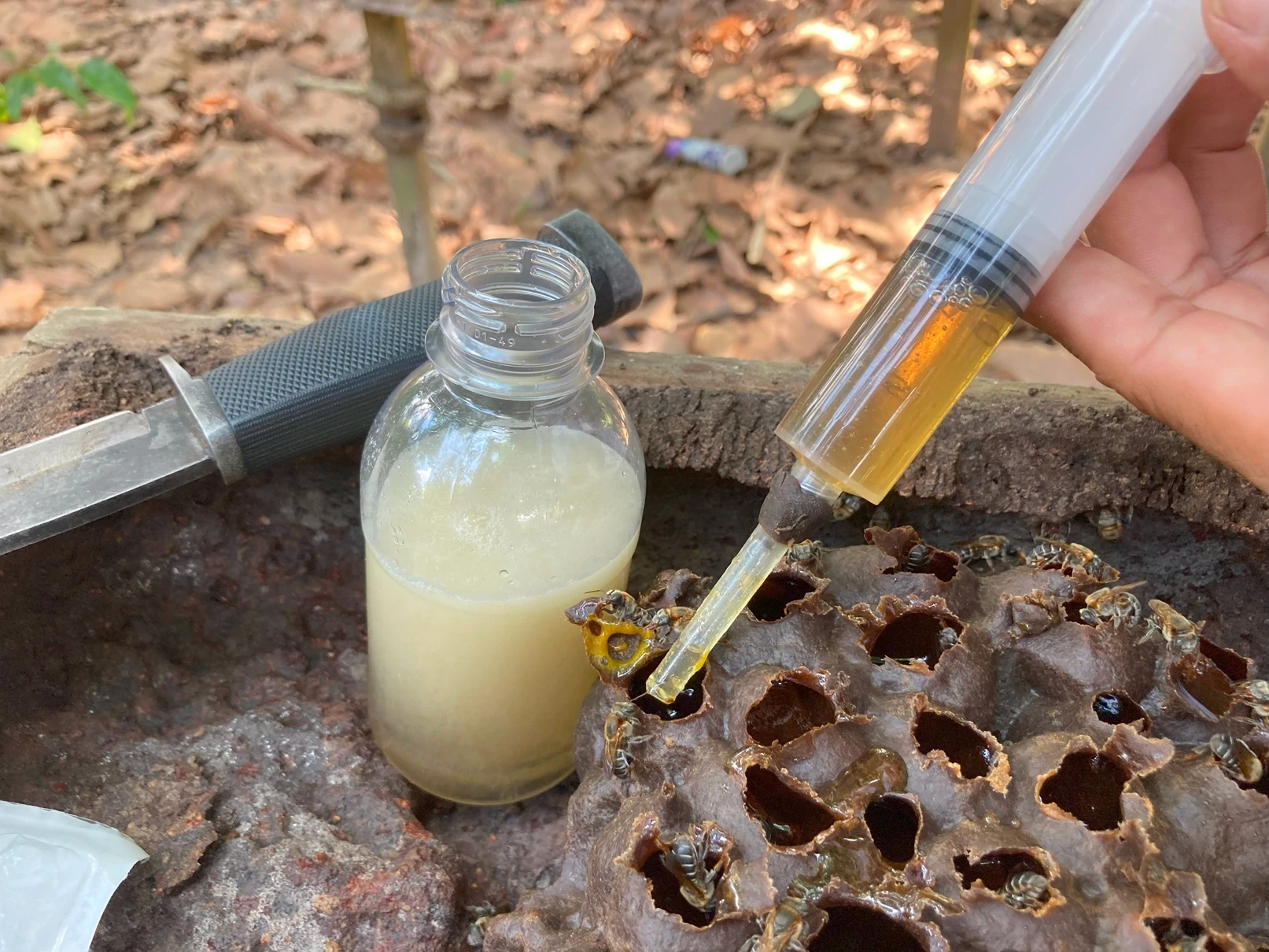 Mão coletando o mel da melgueira com uma seringa.