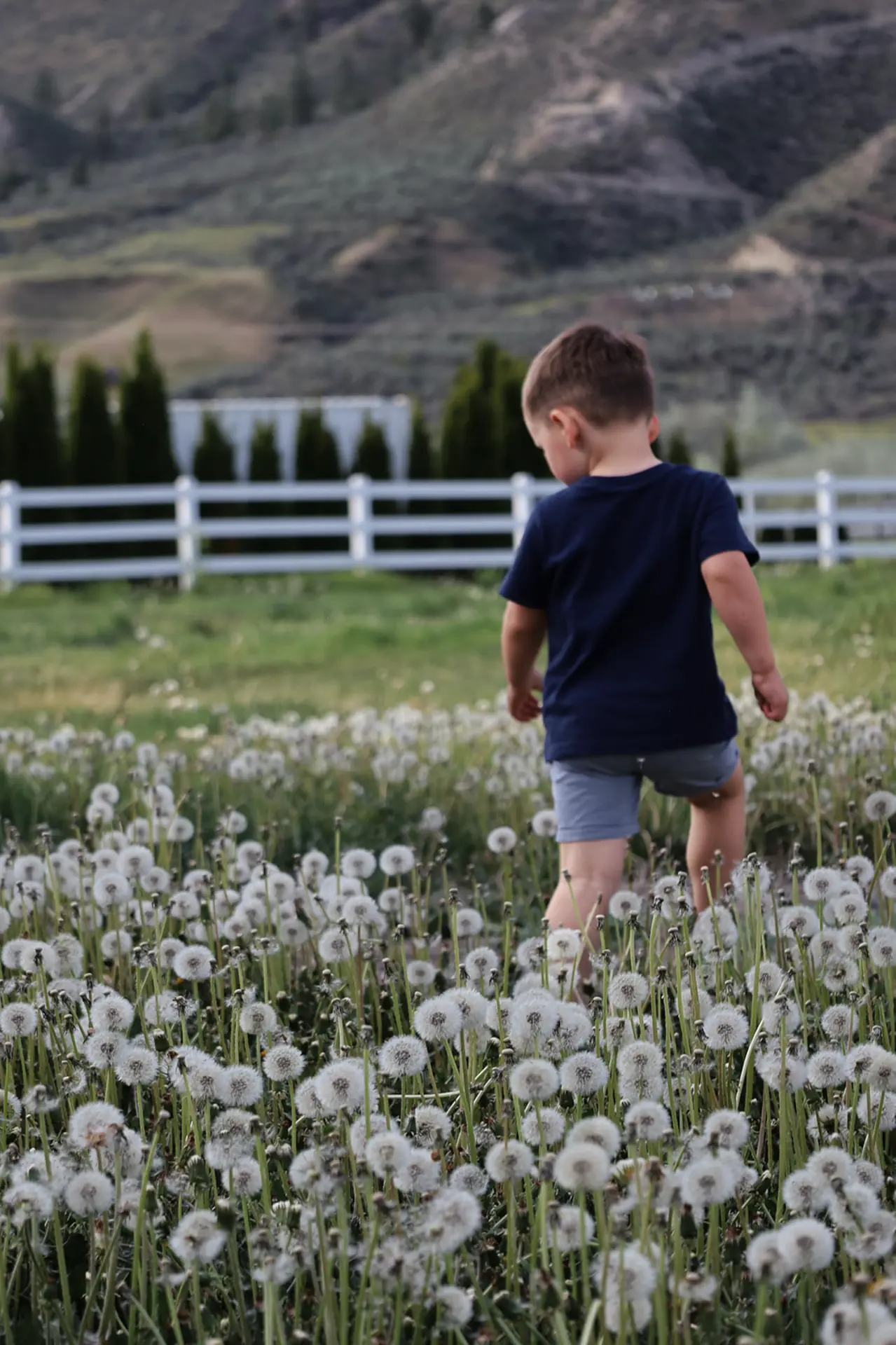 A young boy walking through a field of dandelions.