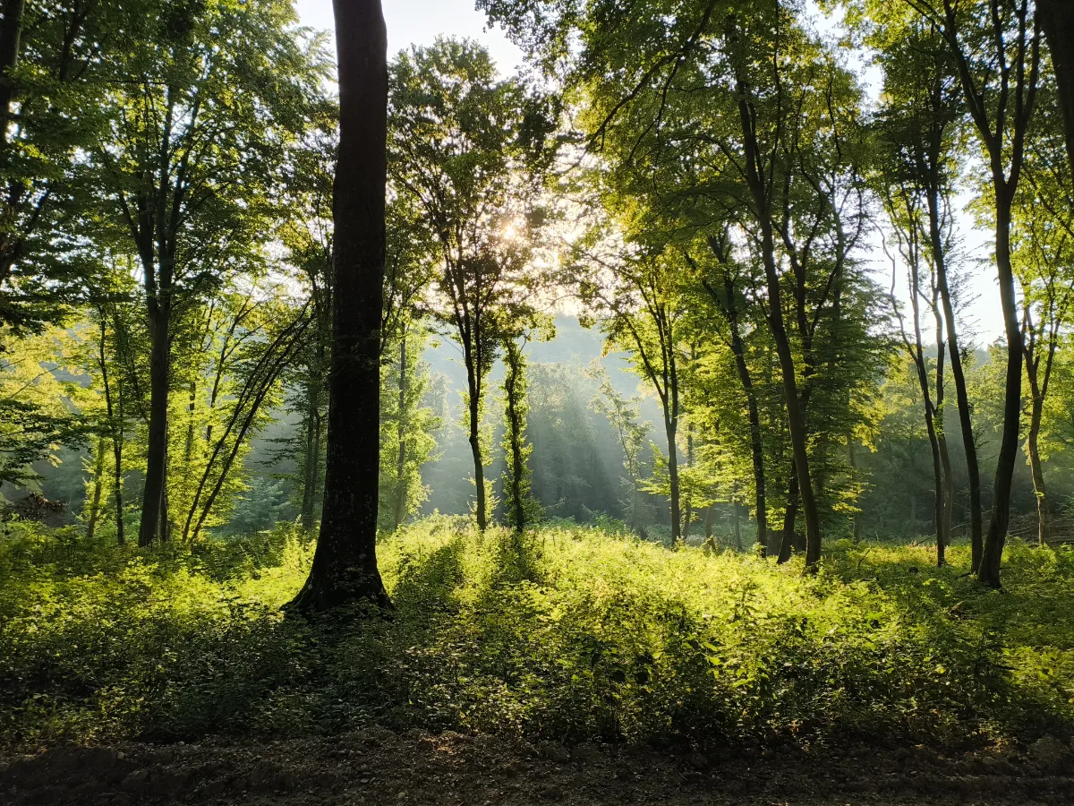 low angle photography of trees at daytime