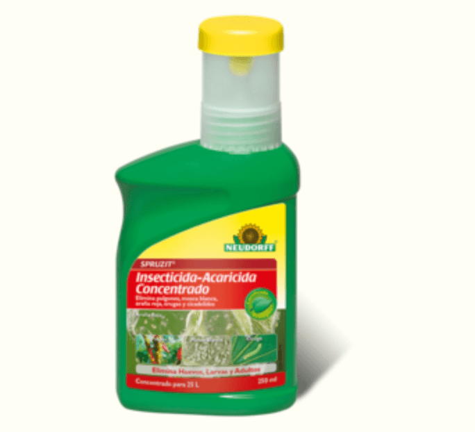 Lavanda y otras plantas favoritas de abejas