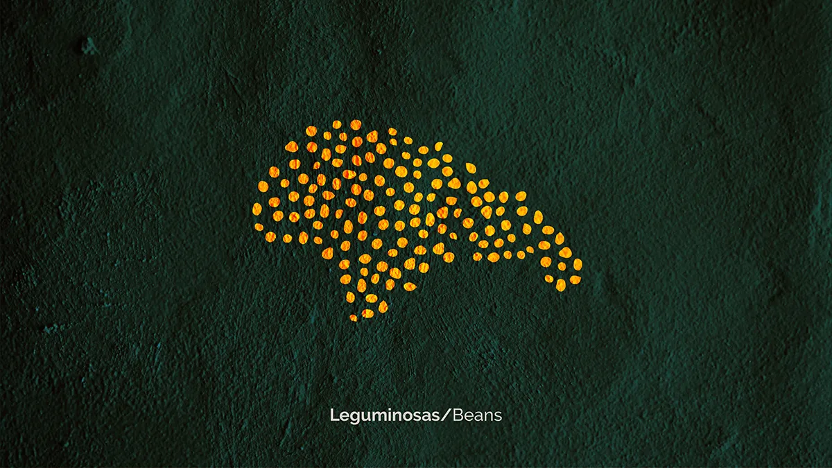 Provida rebrand key visual ecosystem beans element