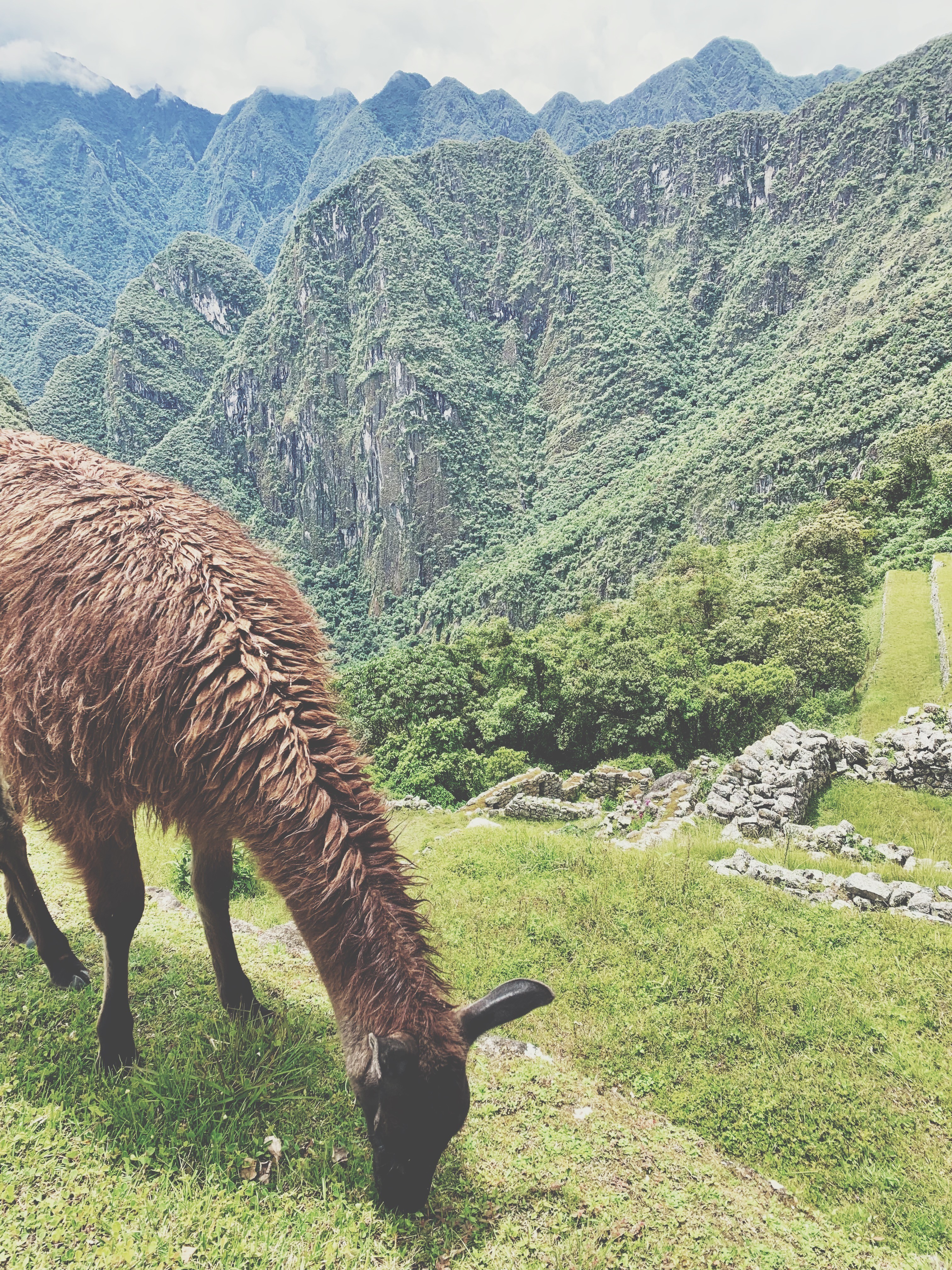 Alpaca pastando en ciudadela Macchu Pichu