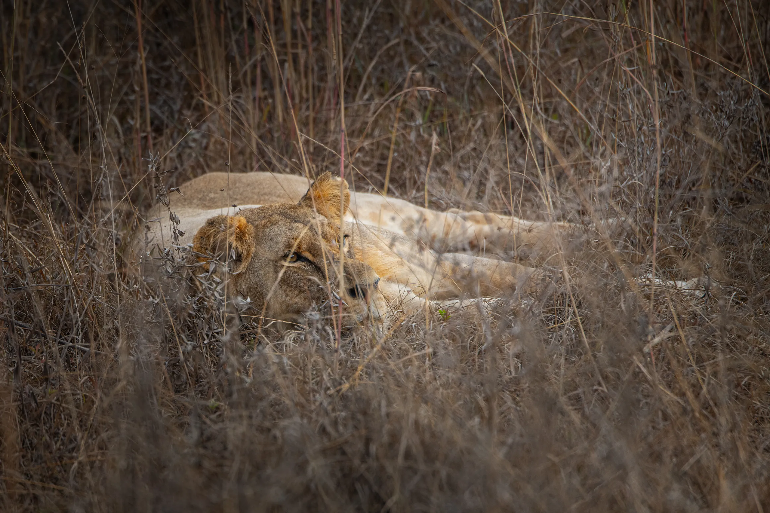 A peaceful black and white portrait of a lion lying down in the tall dry grass of the savannah.