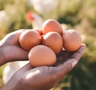 A person's hands gently cup five fresh brown egg products, bathed in warm sunlight against a blurred green pasture with.