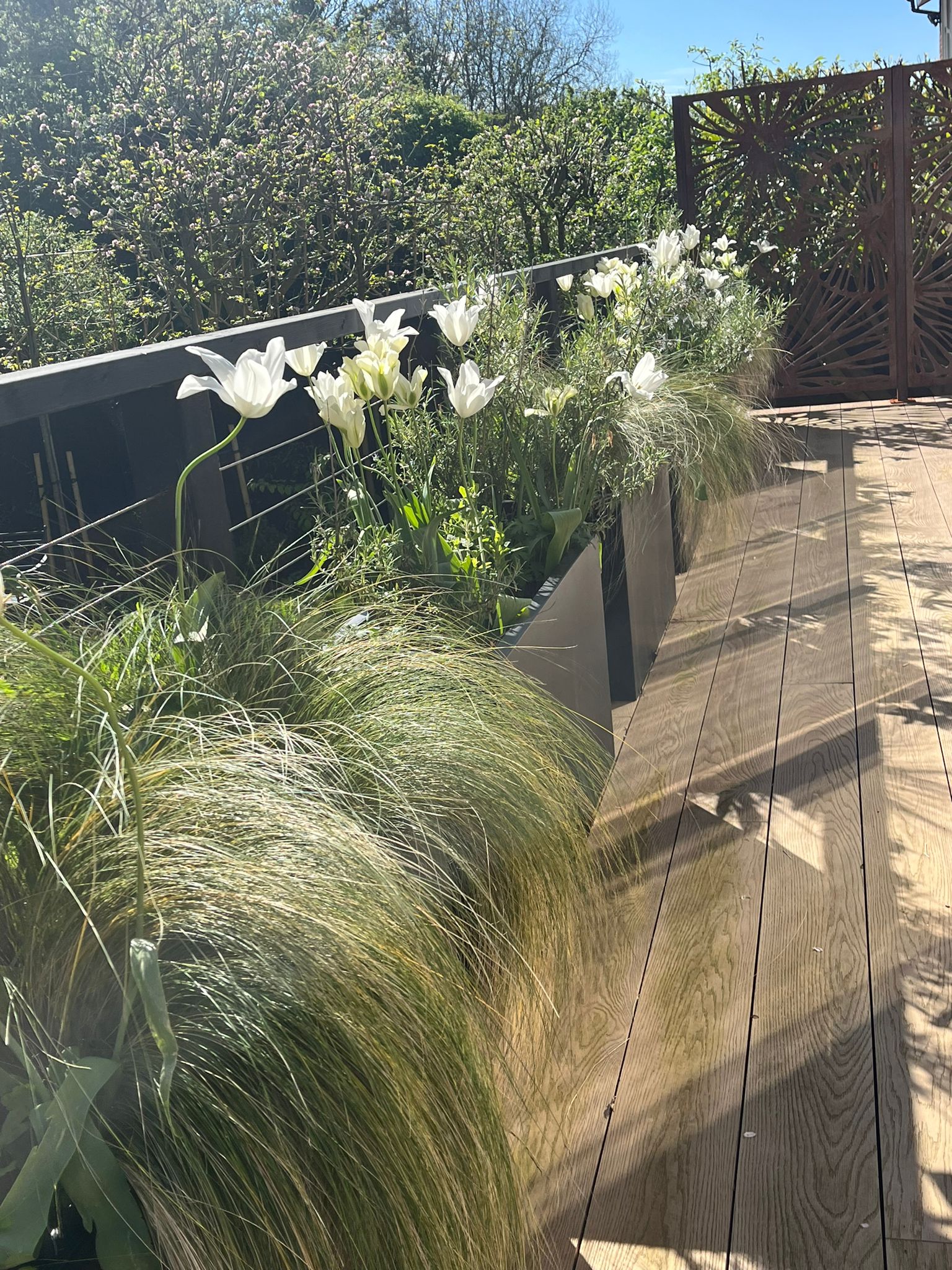 A sunny outdoor scene featuring green plants and white flowers in a modern garden setting.