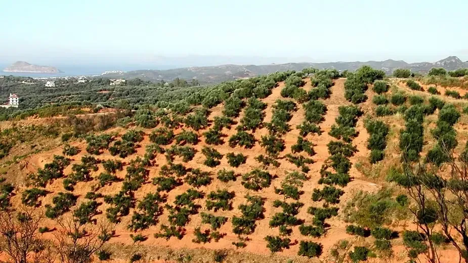 Vegetation Cover and Ground Cover Plants.webp