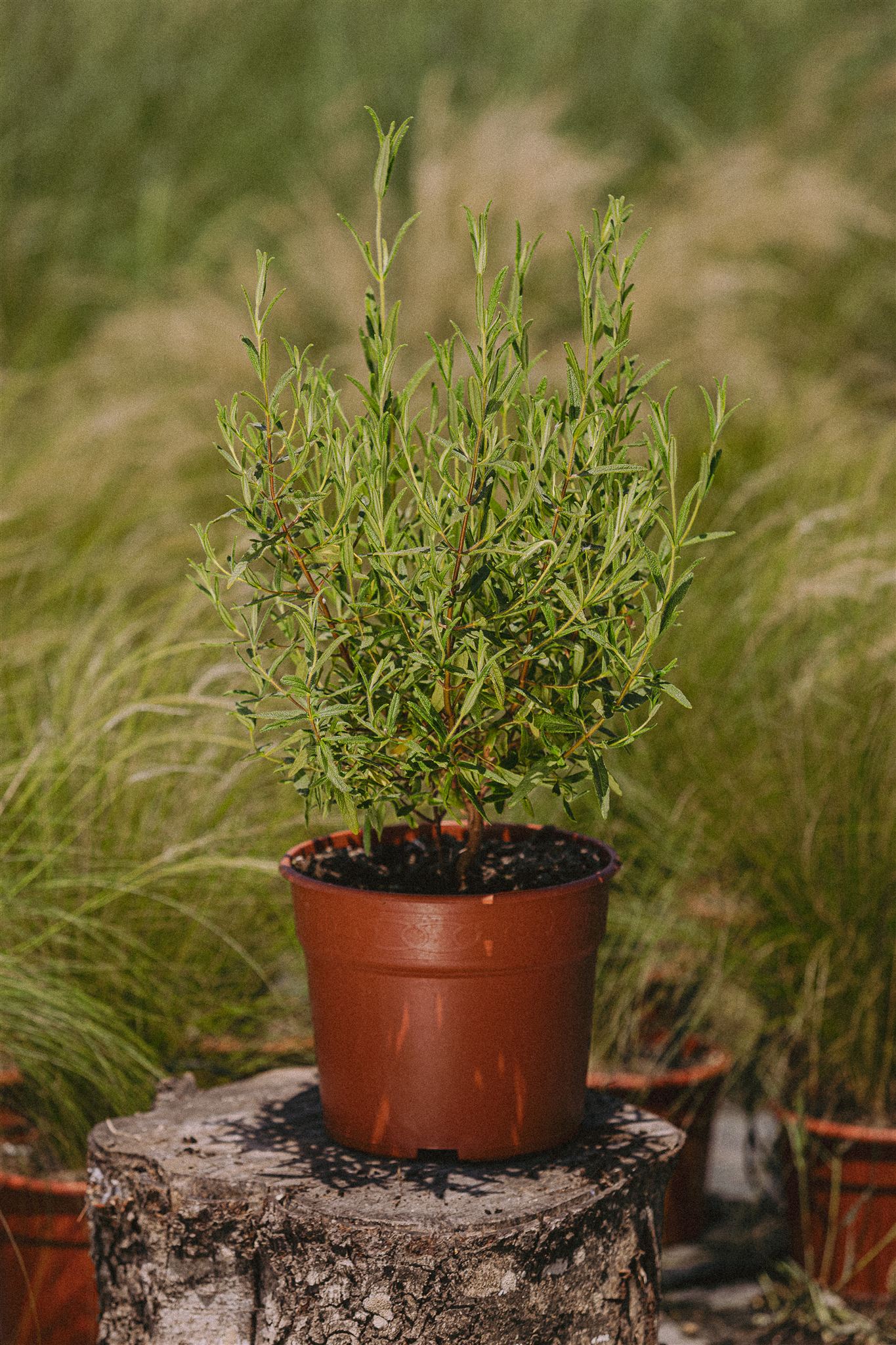 Tomillo Eiviss Garden