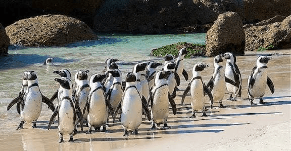 Photo: Shocking collapse of sardine stocks leaves more than sixty thousand African penguins dead – South African Daily