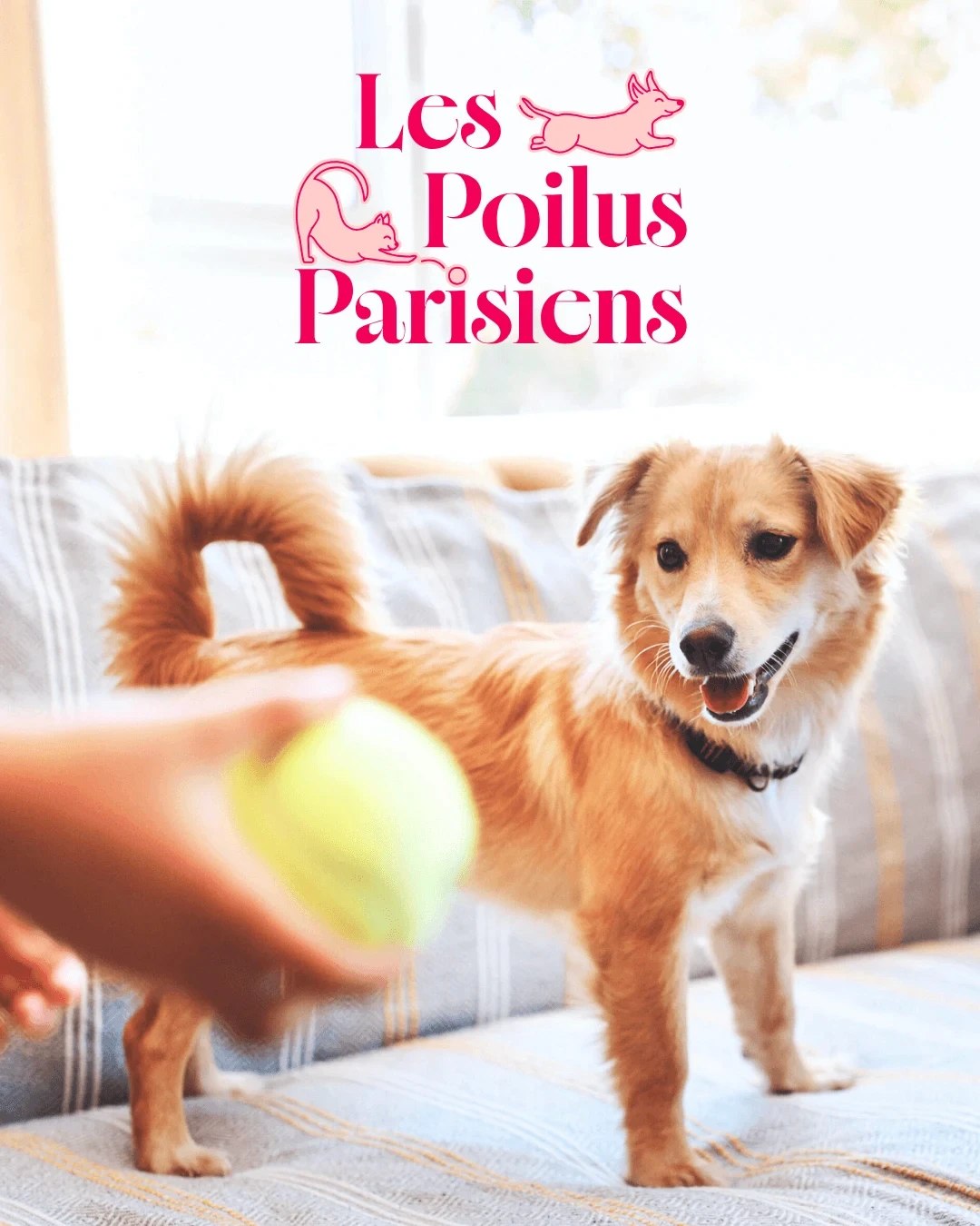 Identité visuelle pour petsitter à Paris