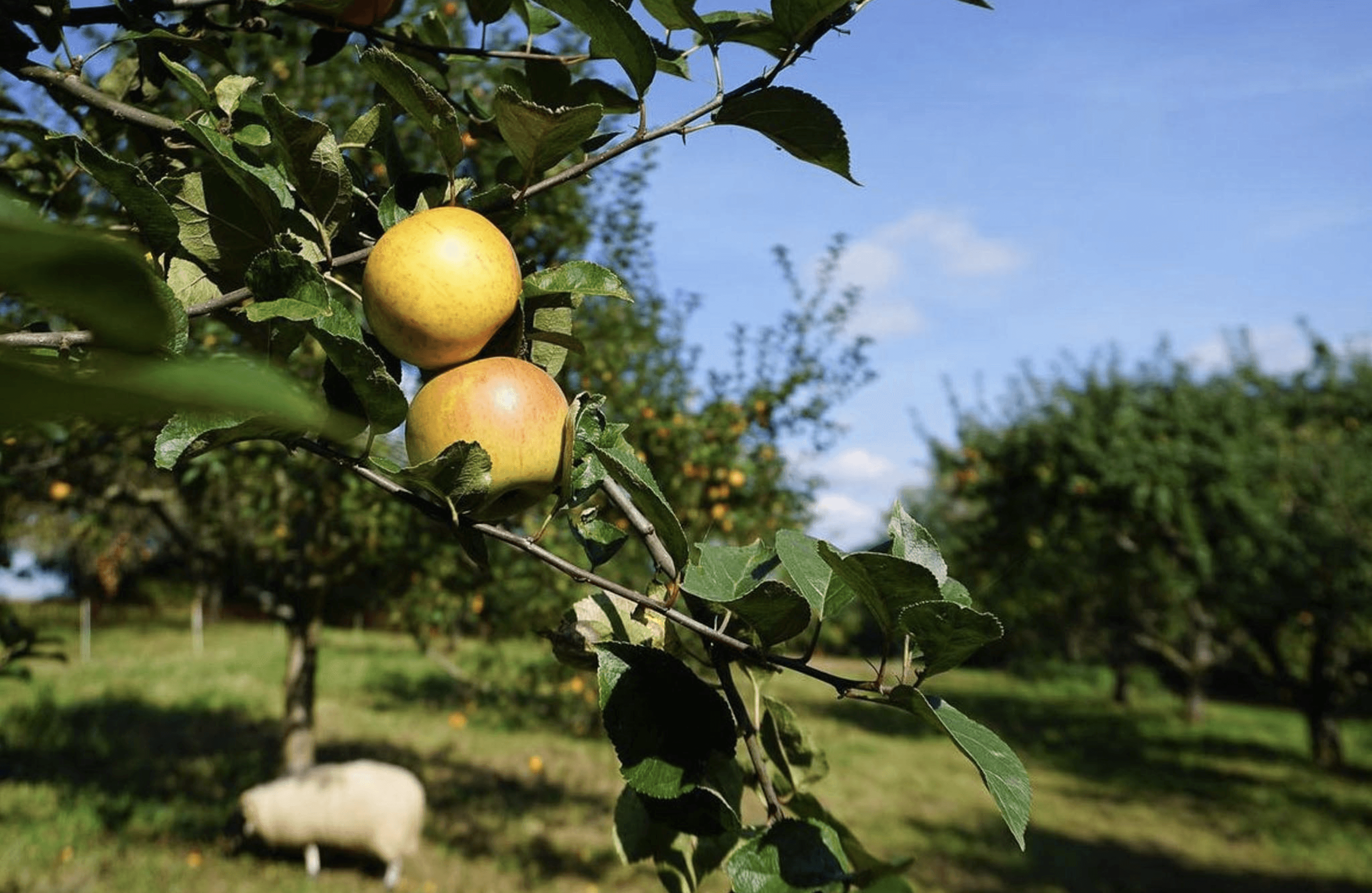 Biologische und Naturlandzertifizierte Äpfel auf der Streuobstwiese des Hofgut Langenborns