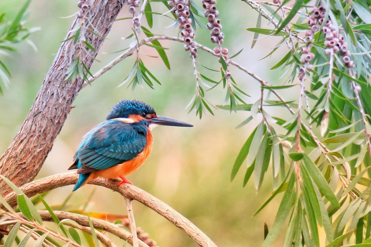 Kingfisher