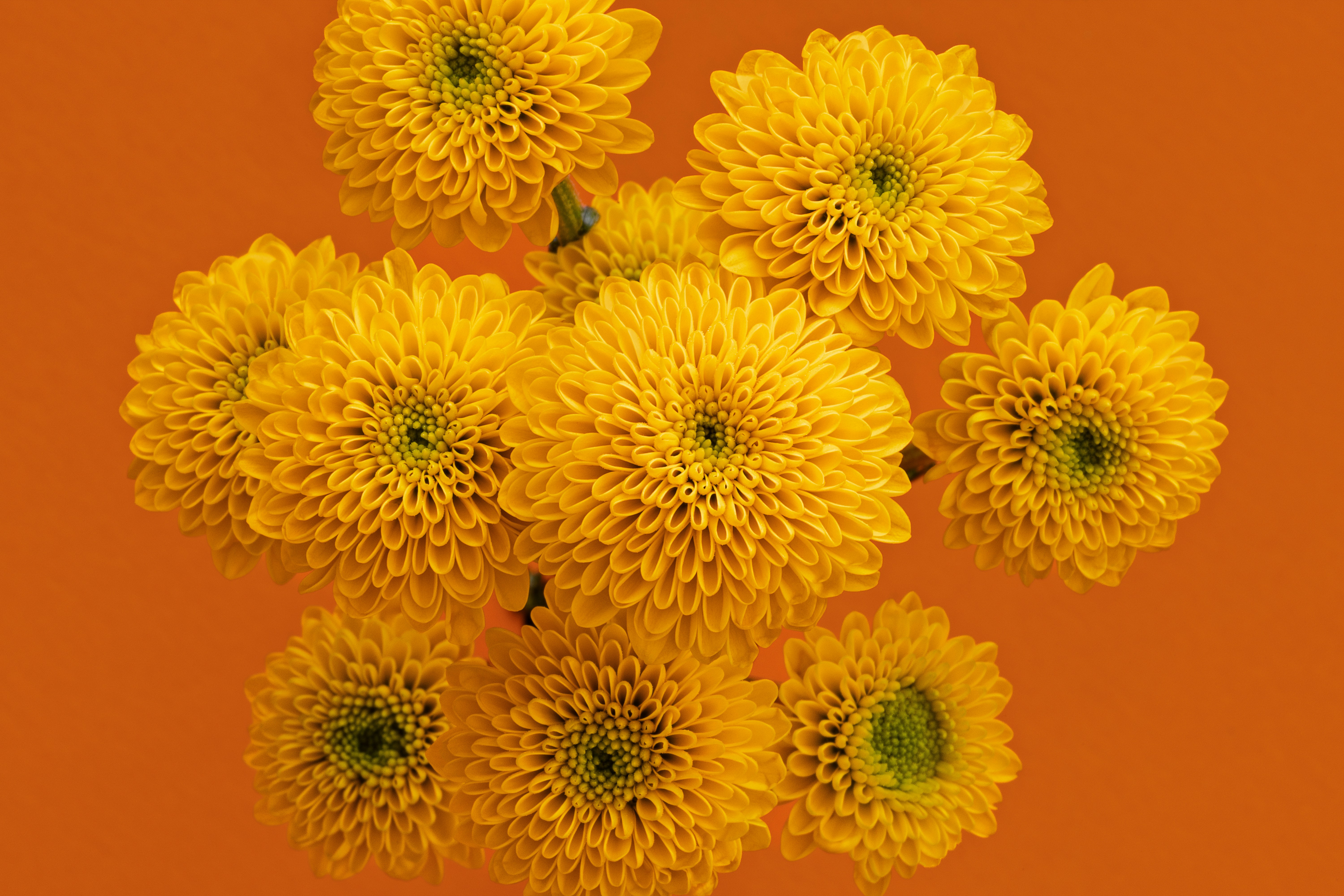 Several bright yellow mums on an orange background