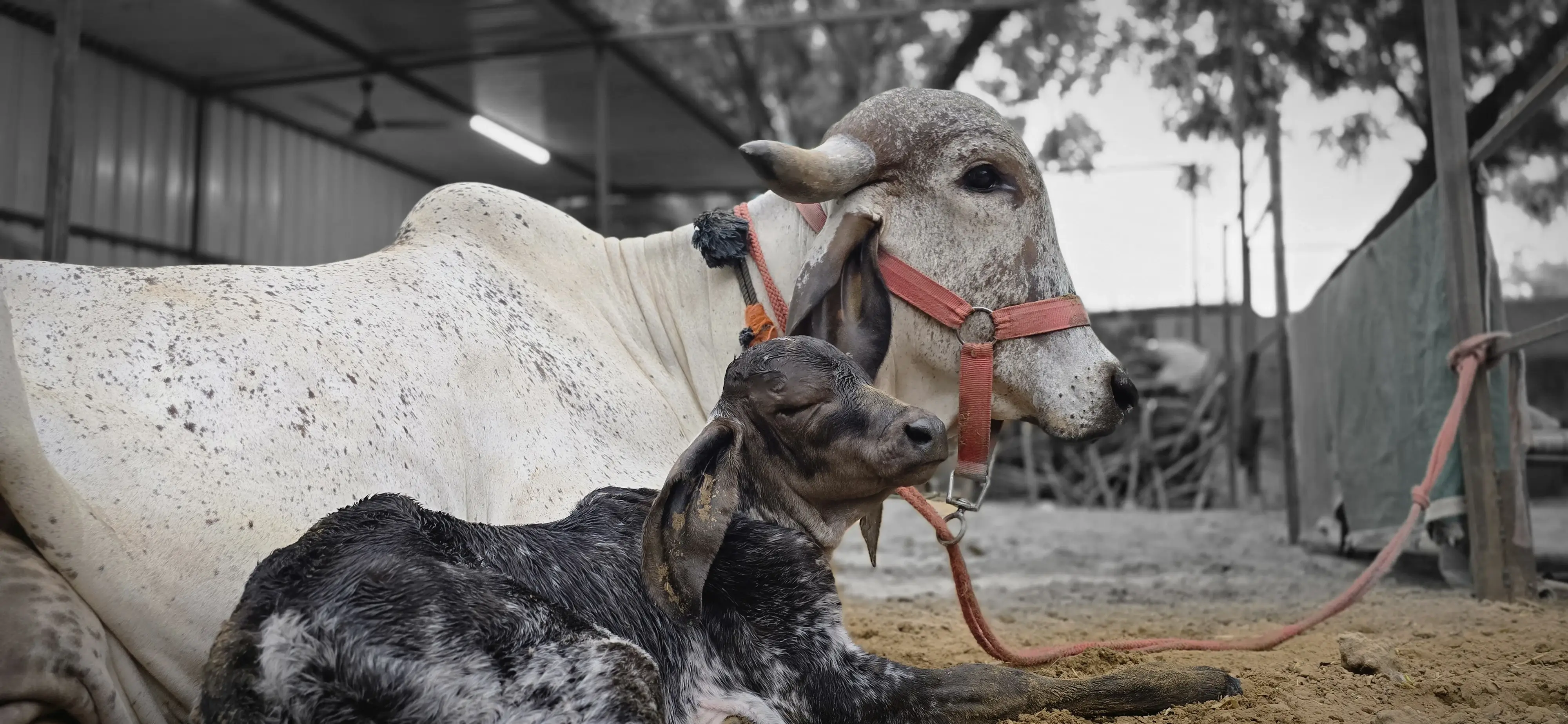 A Gir cow with her calf at Uppermost Farms