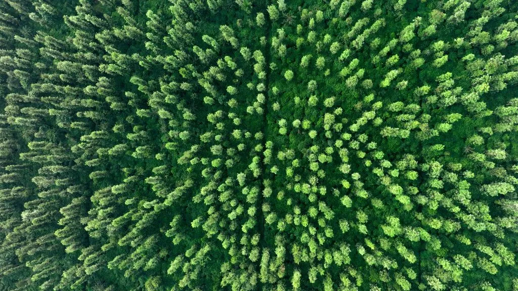 Sakleshpur Coffee Estates