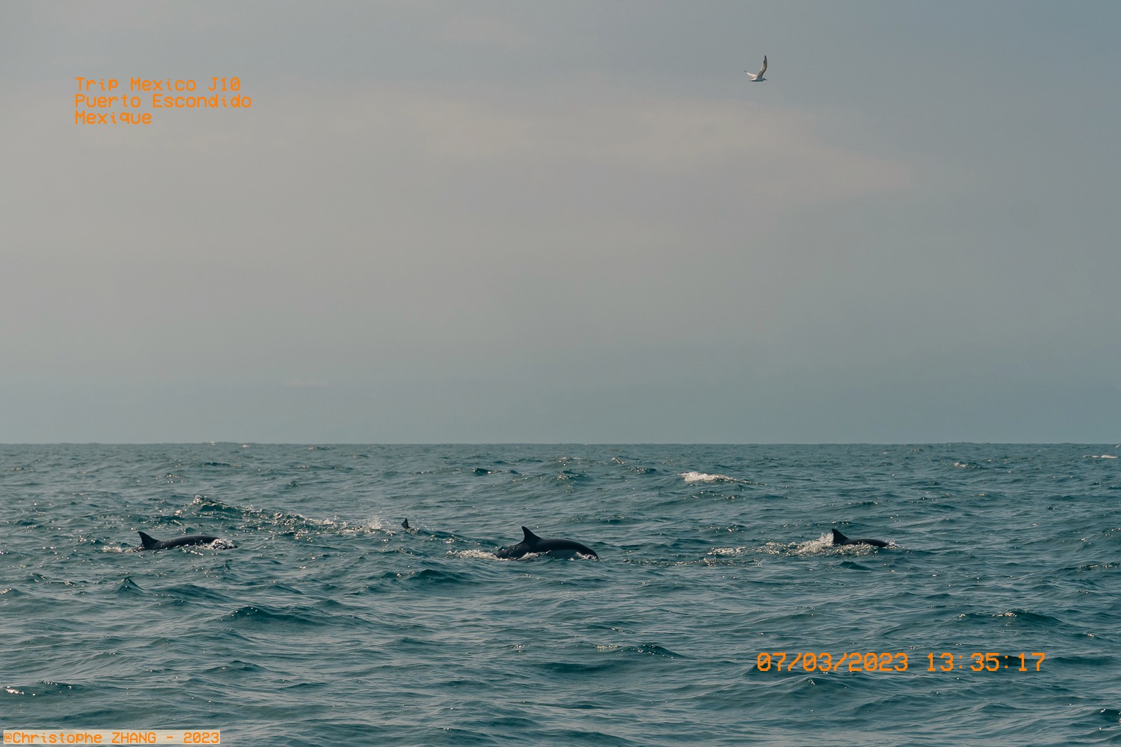 Dauphins nageant dans les eaux de Puerto Escondido.