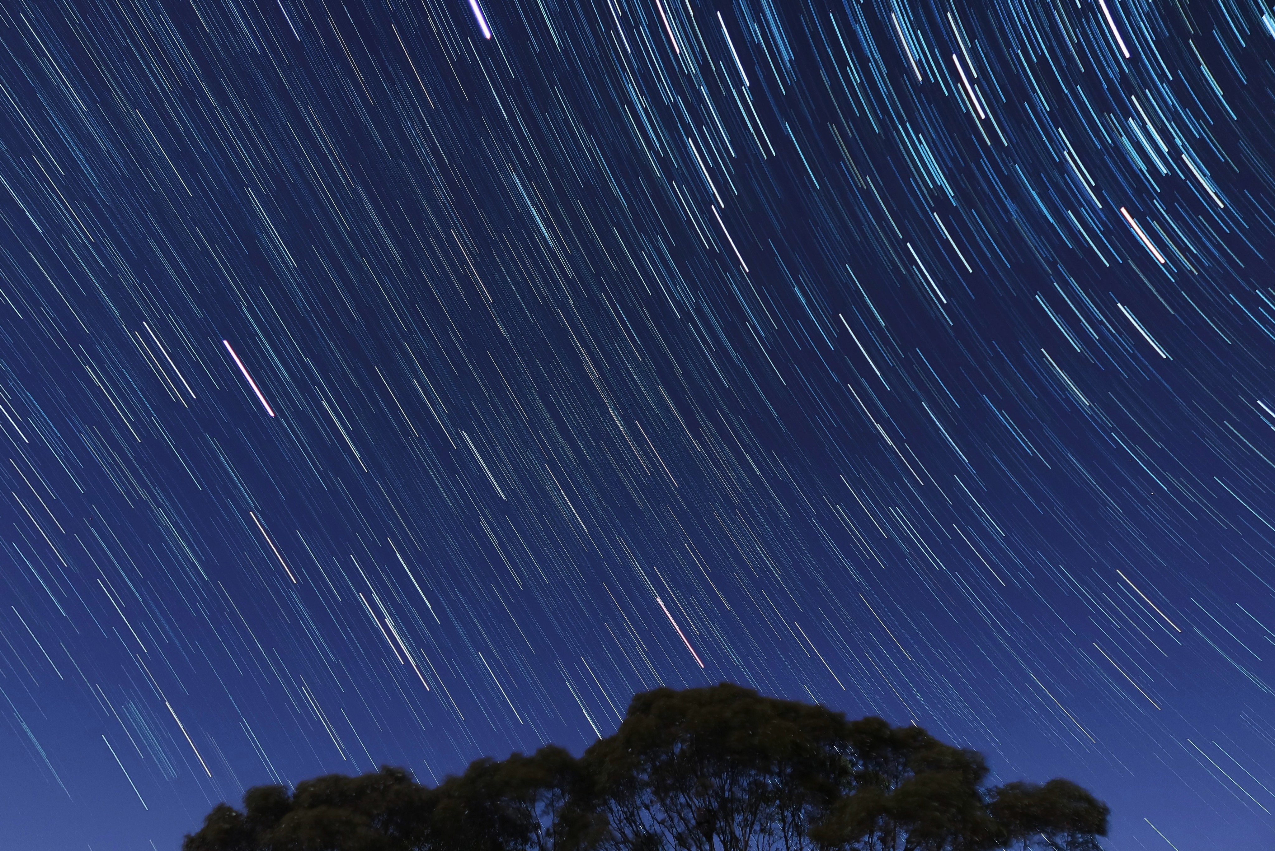 A large tree with star trails in the sky 