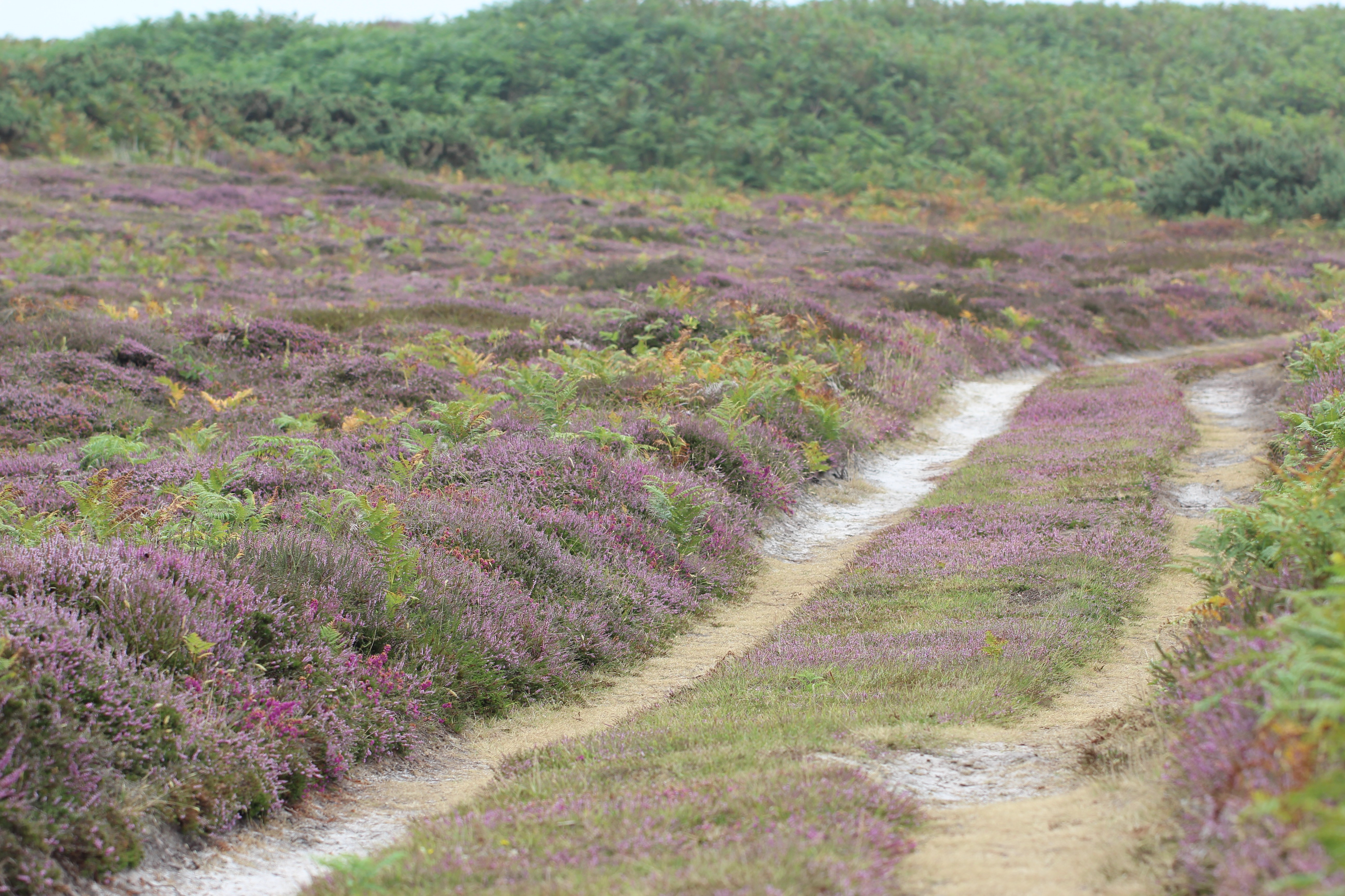 blue sky and white clouds over the sea