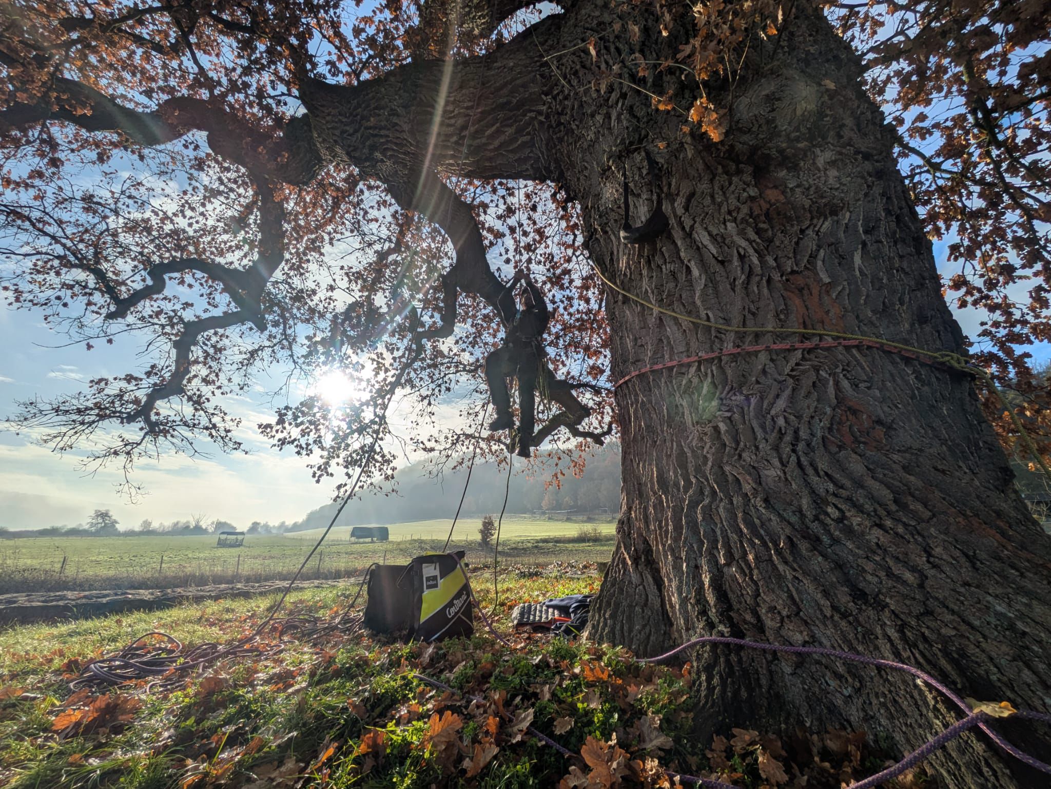 baum buddies baumpflege rosenheim