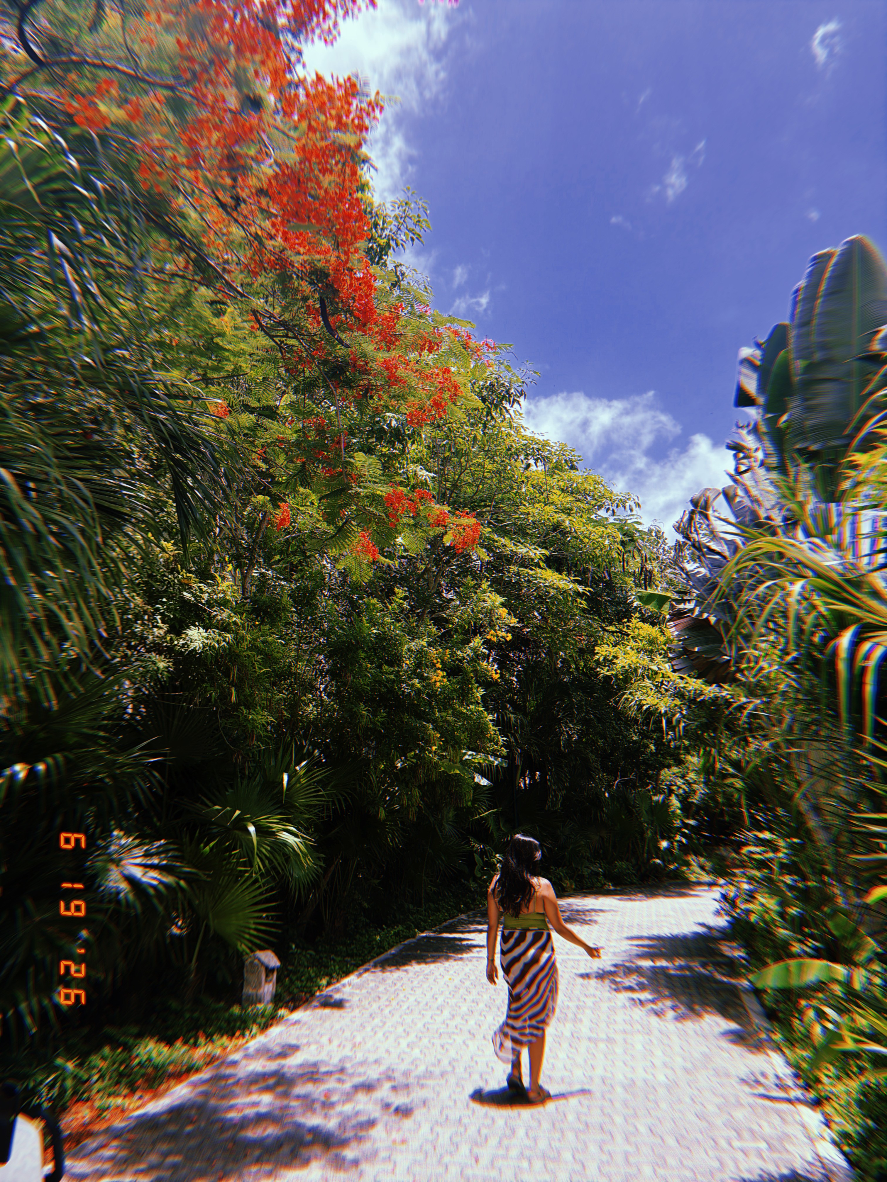 Red flowers and palms reaching into a blue sky
