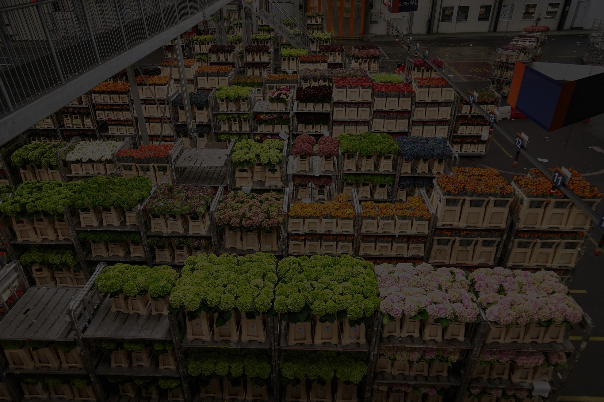 A warehouse full of flower carts filled with flowers.