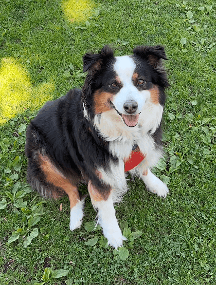 photo of Lily, a client's dog