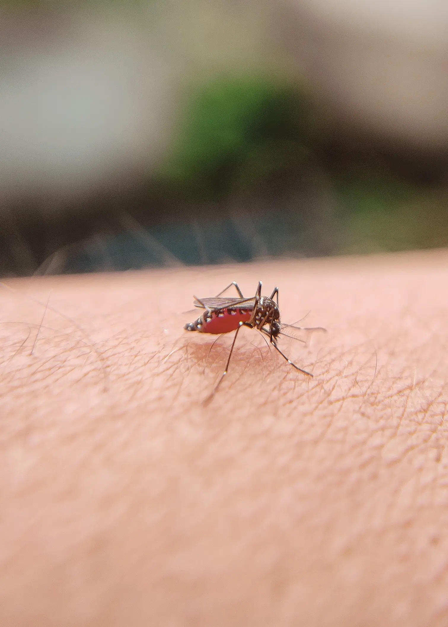 dengue mosquito