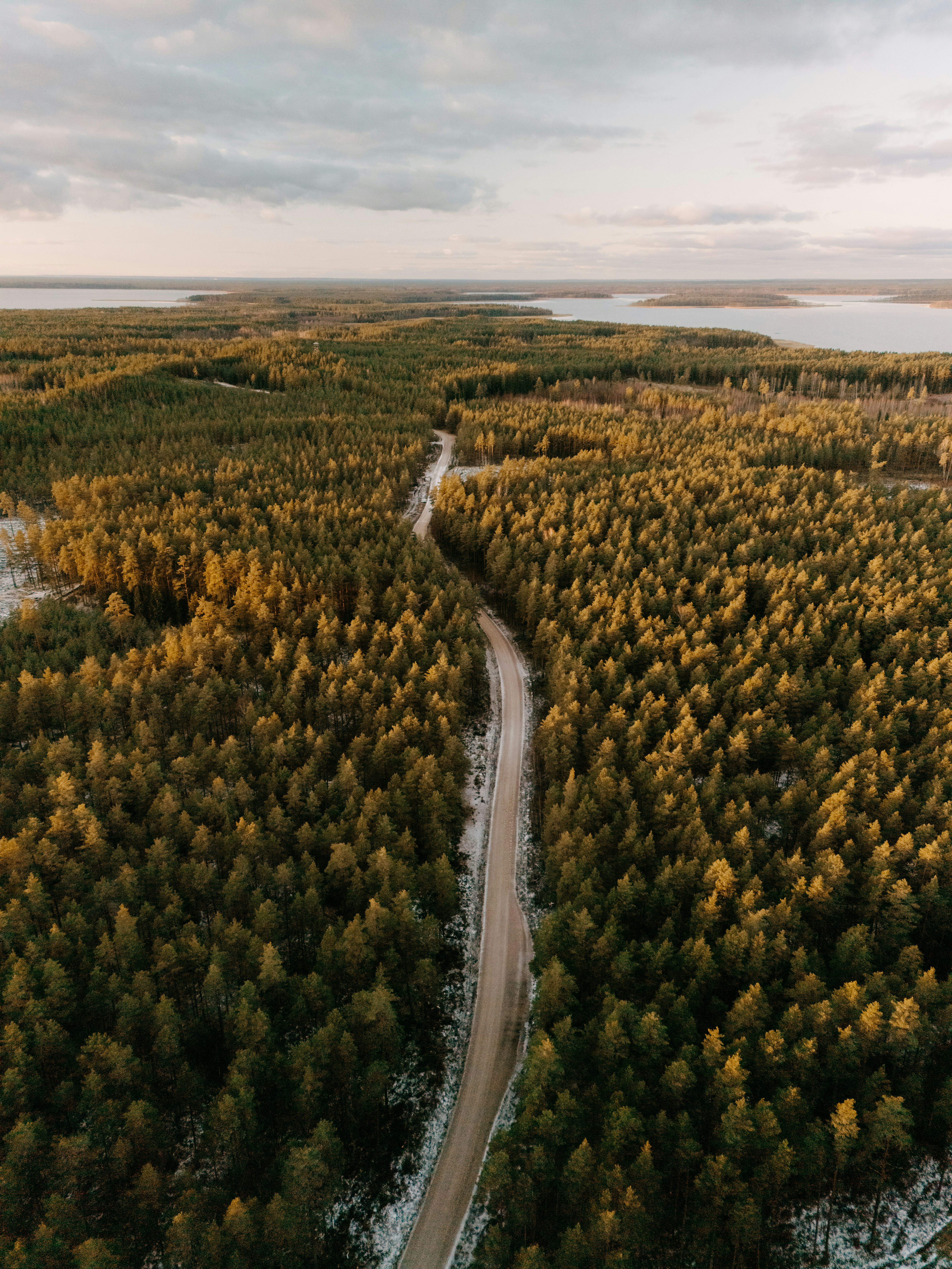 A winding road through a dense pine forest.