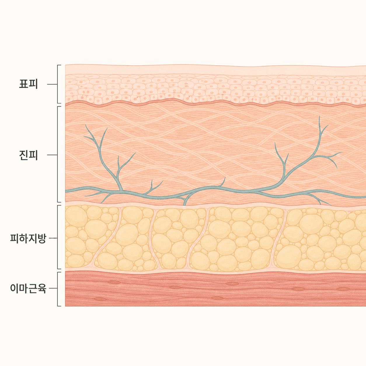 이마 표피부터 근육층까지의 피부 단면