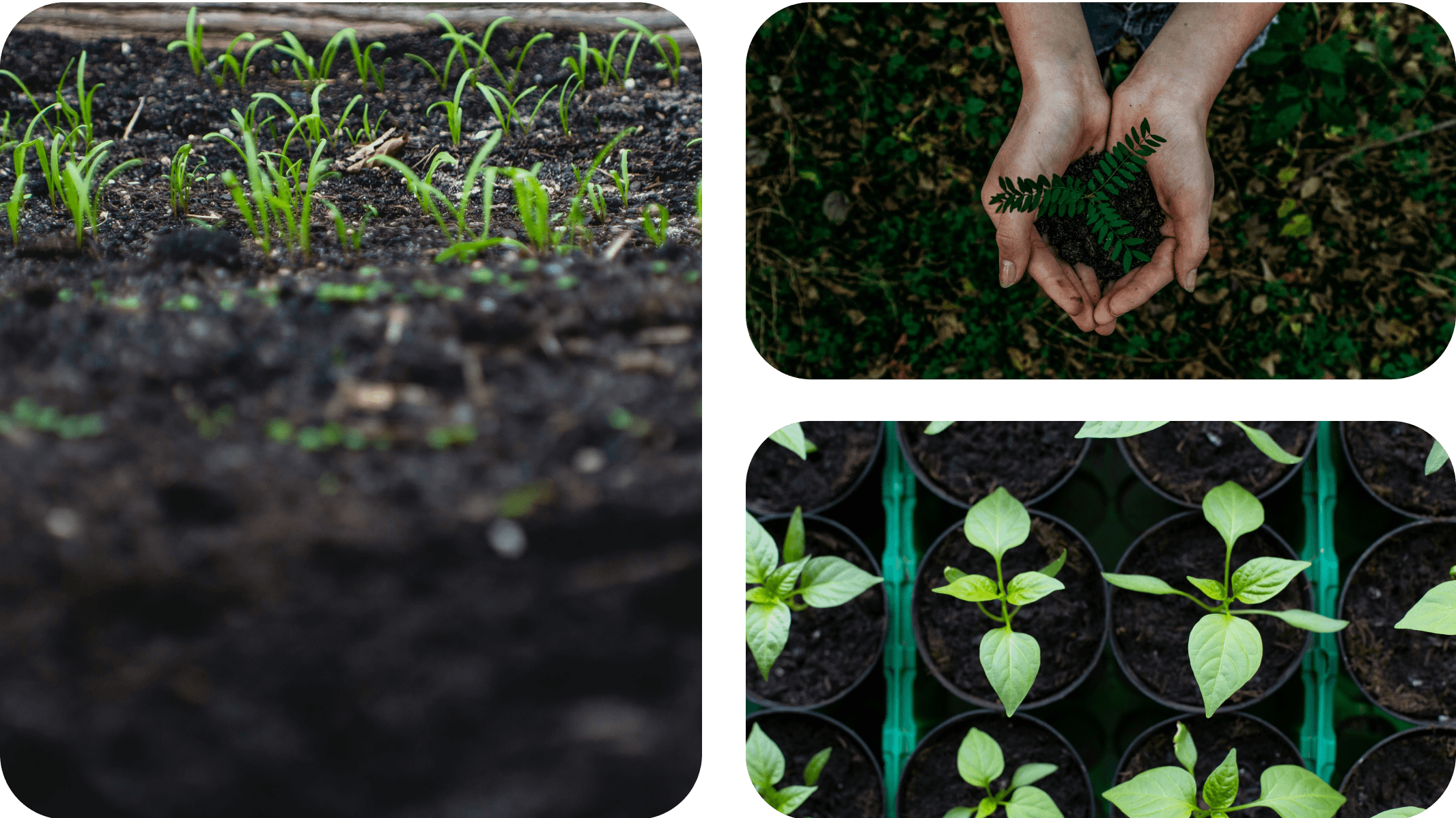 A collage of 3 images. A close up image of plants, image of a handful of soil, and a top view image of plants in a pot with healthy soil