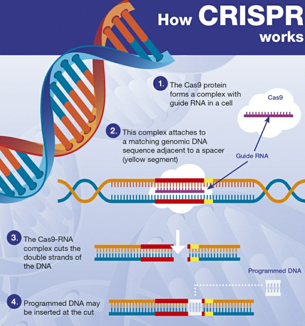 Illustration of how CRISPR technology works, showcasing the Cas9 protein and RNA interaction for genome editing.