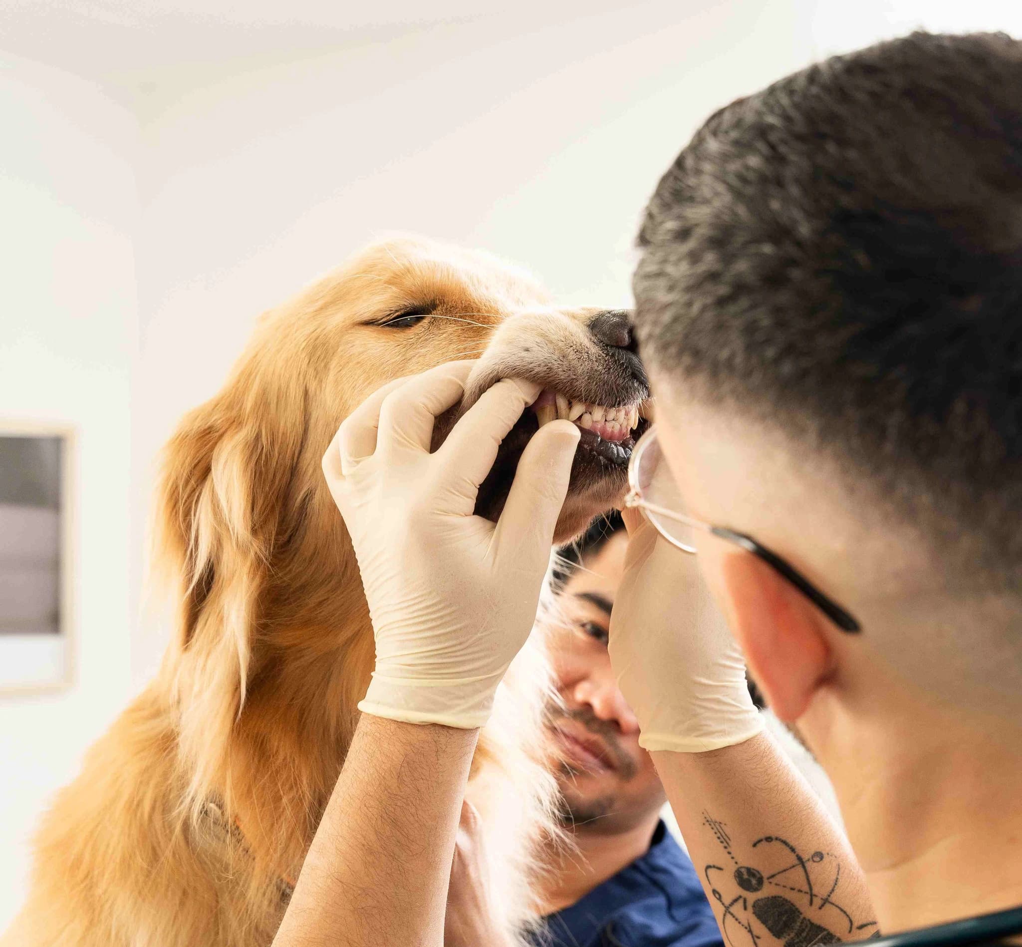 Veterinarian handling dog dental care procedures for safe and effective oral health.