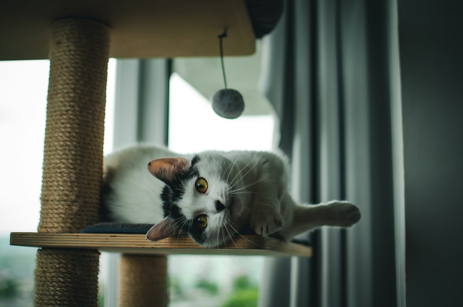 Cat enjoying an enrichment cat tree