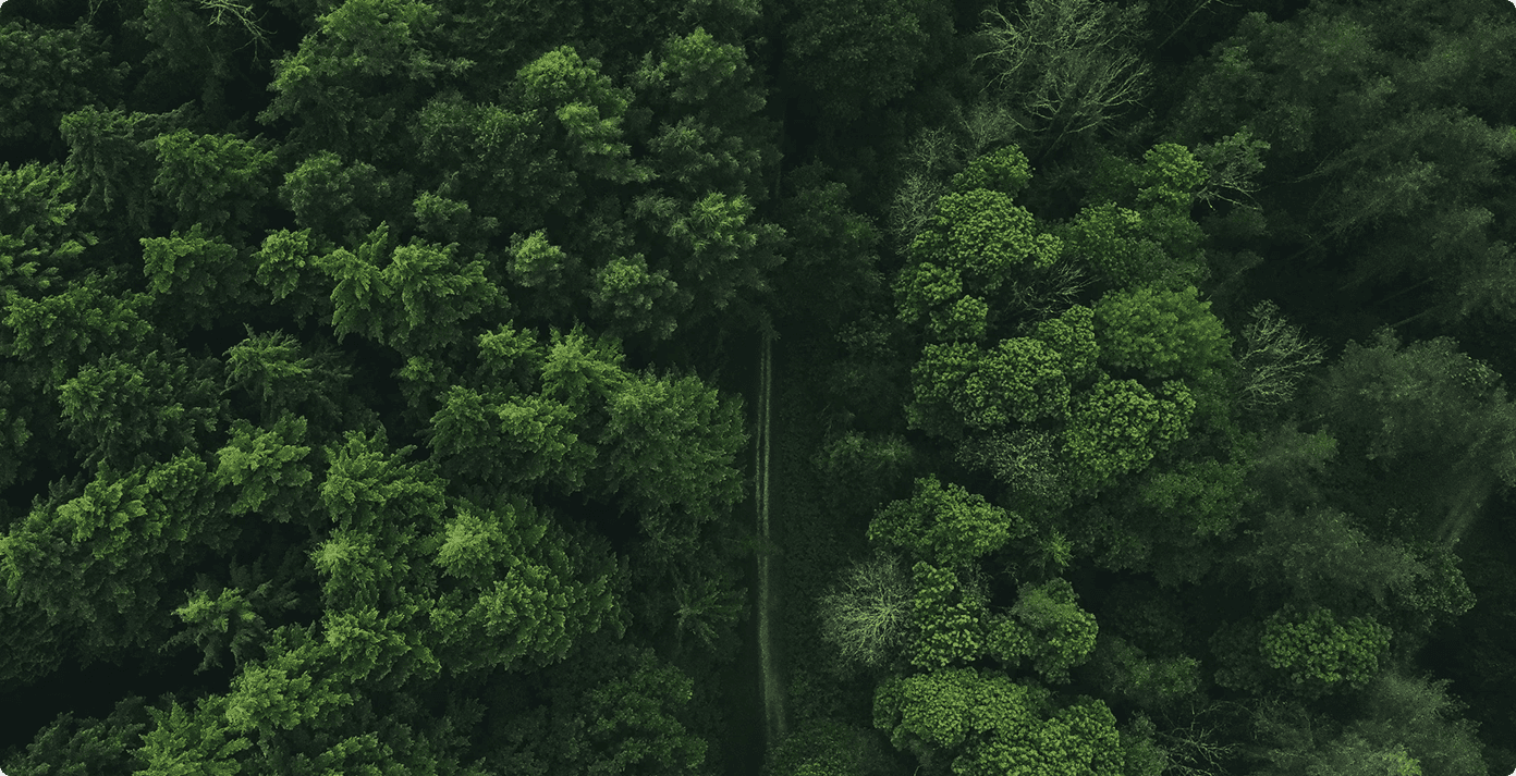 Aerial view of a forest with a path.