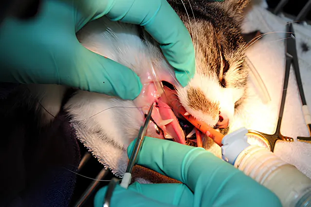Veterinary dental surgery