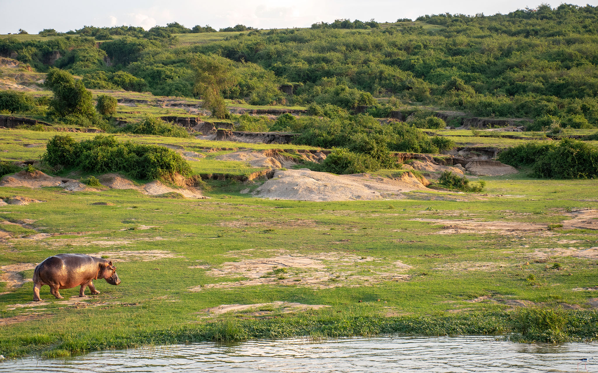 A hippo feeding by the Kazinga Channel banks at sunrise