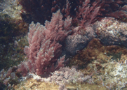 Laura Colom. Asparagopsis taxiformis, Comarruga, Tarragona.