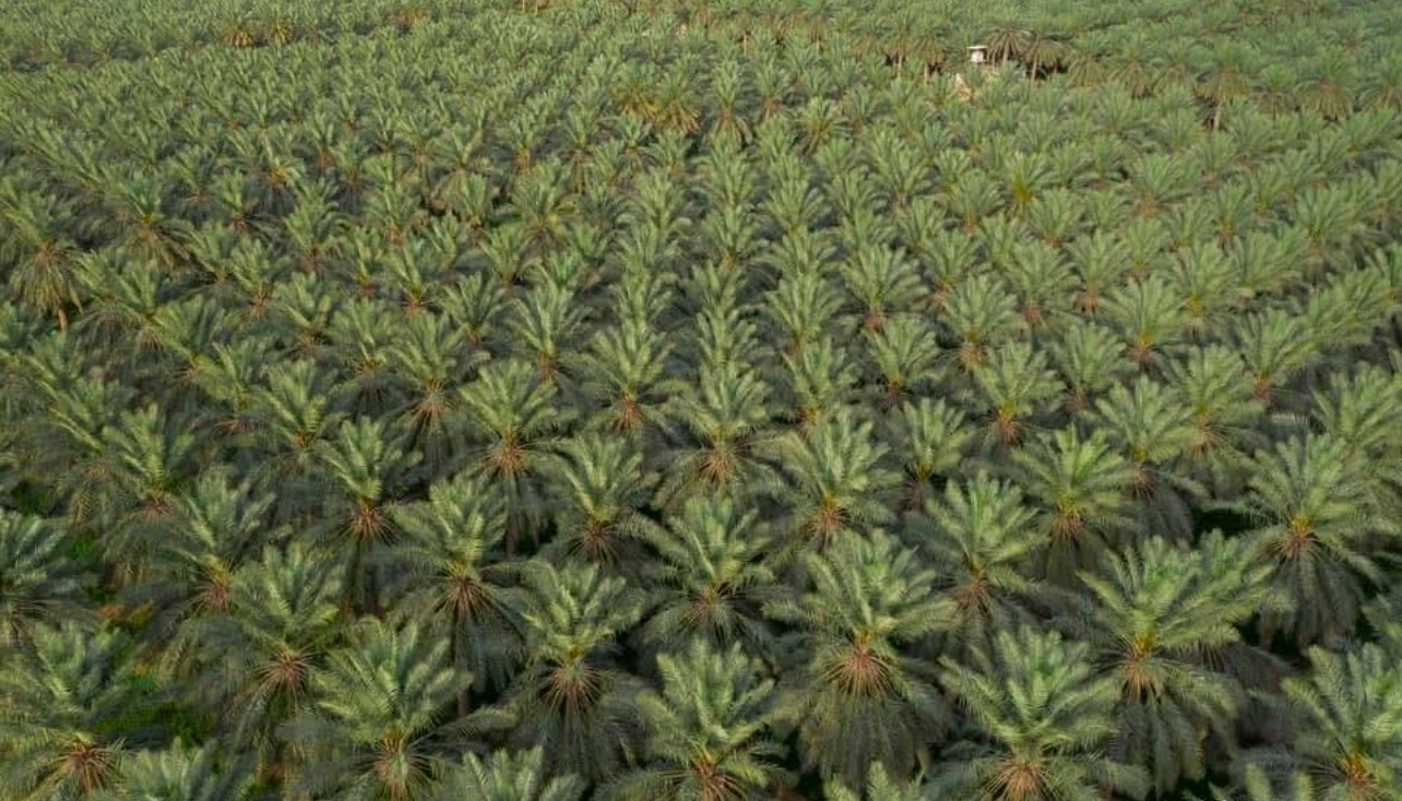 solar panels on the roof and windmills behind it