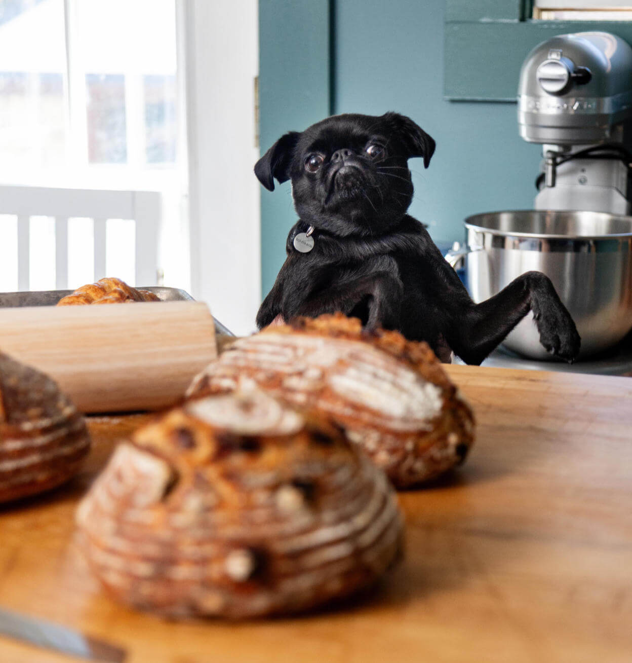 Charlie the dog, the inspiration behind Charlie's Bakery