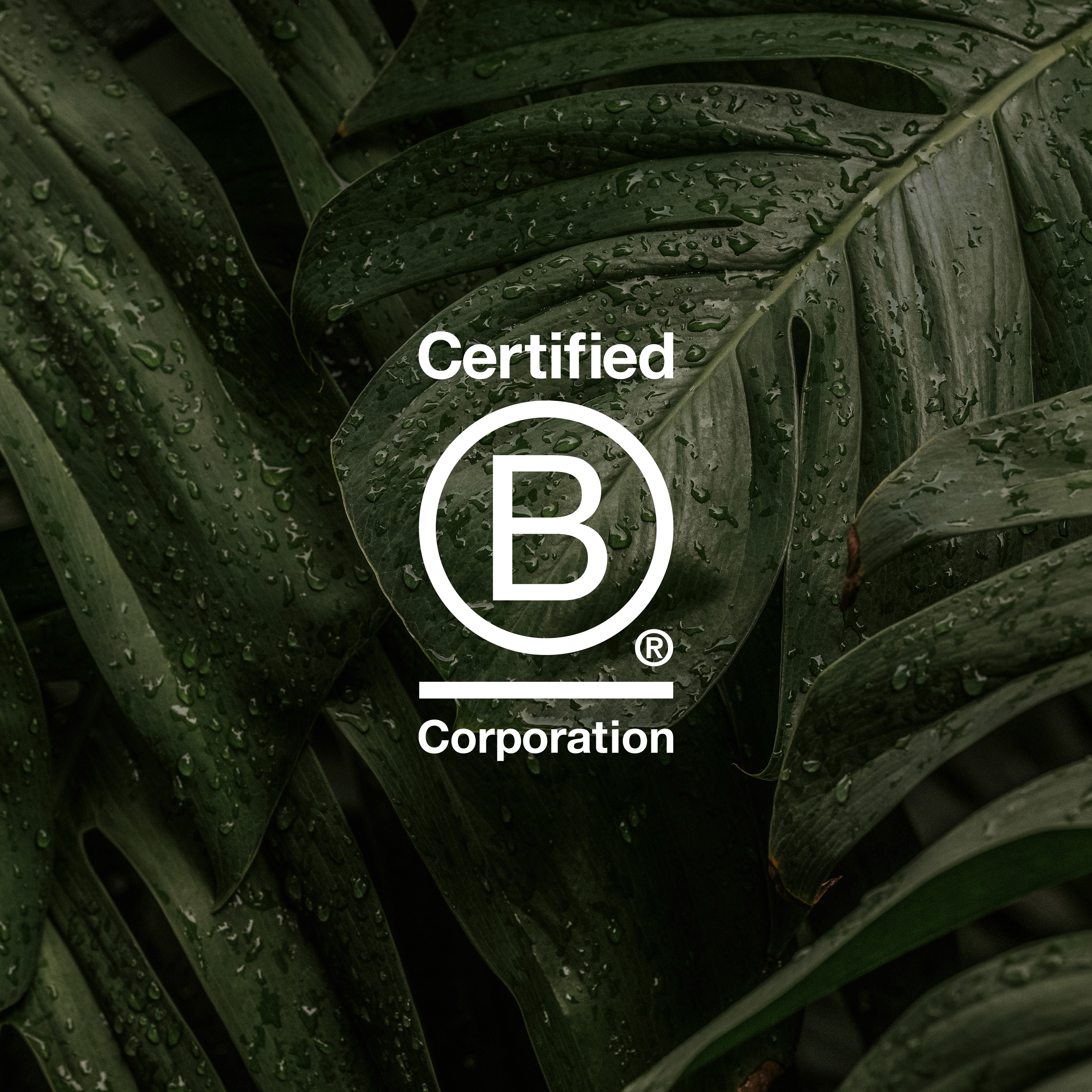 EGI Certified B Corporation – UK moulded fibre packaging manufacturer sustainability achievement.
