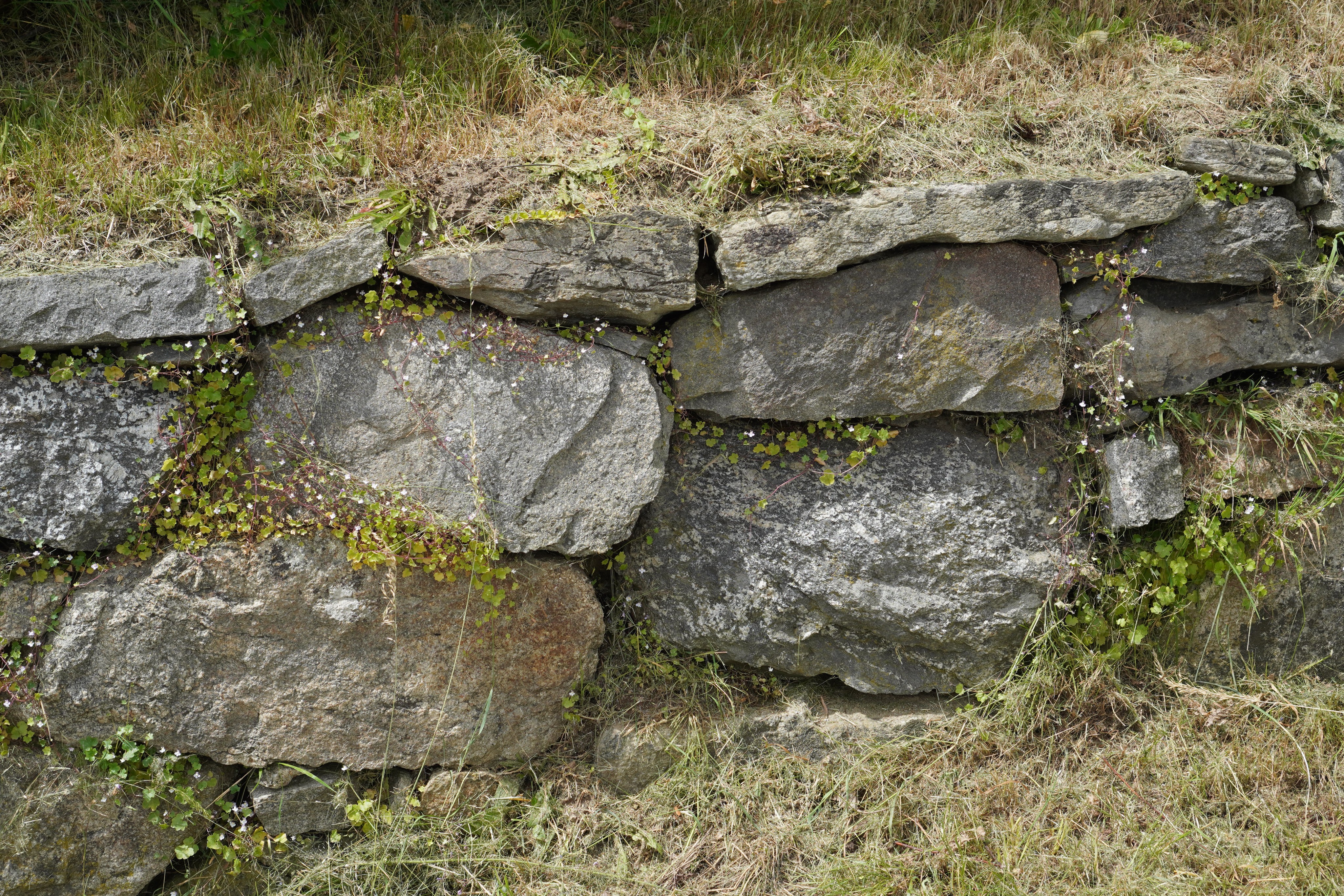 Bepflanzung Trockenmauer