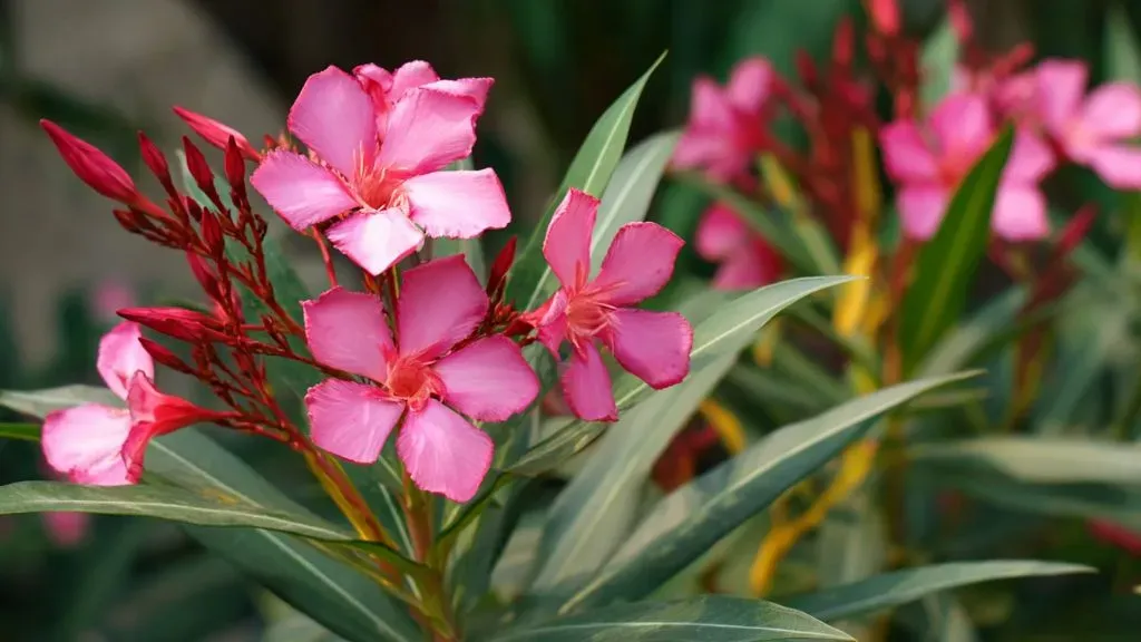 Nerium Oleander Plant
