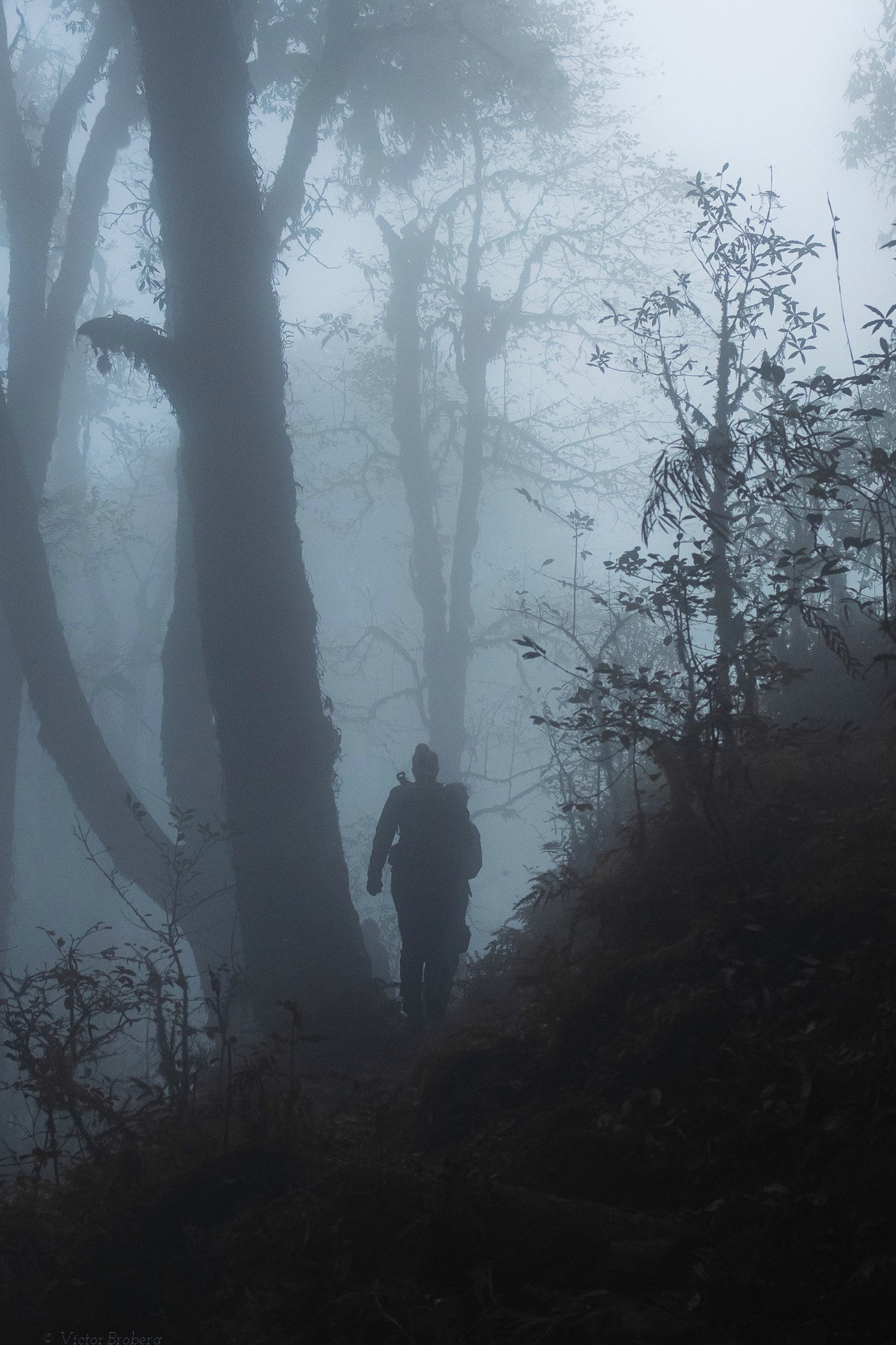 cloud forests, molngränsen i skogen