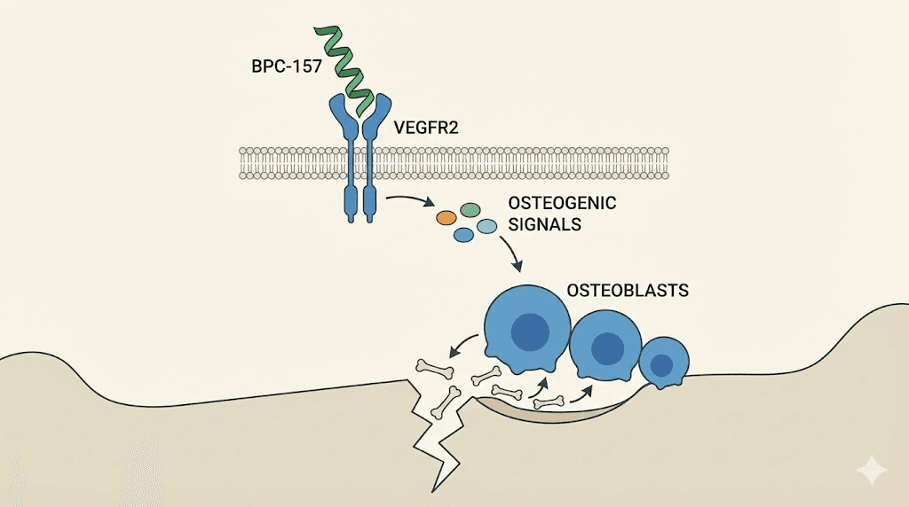 BPC-157 mechanism of action for bone healing through VEGFR2 pathway