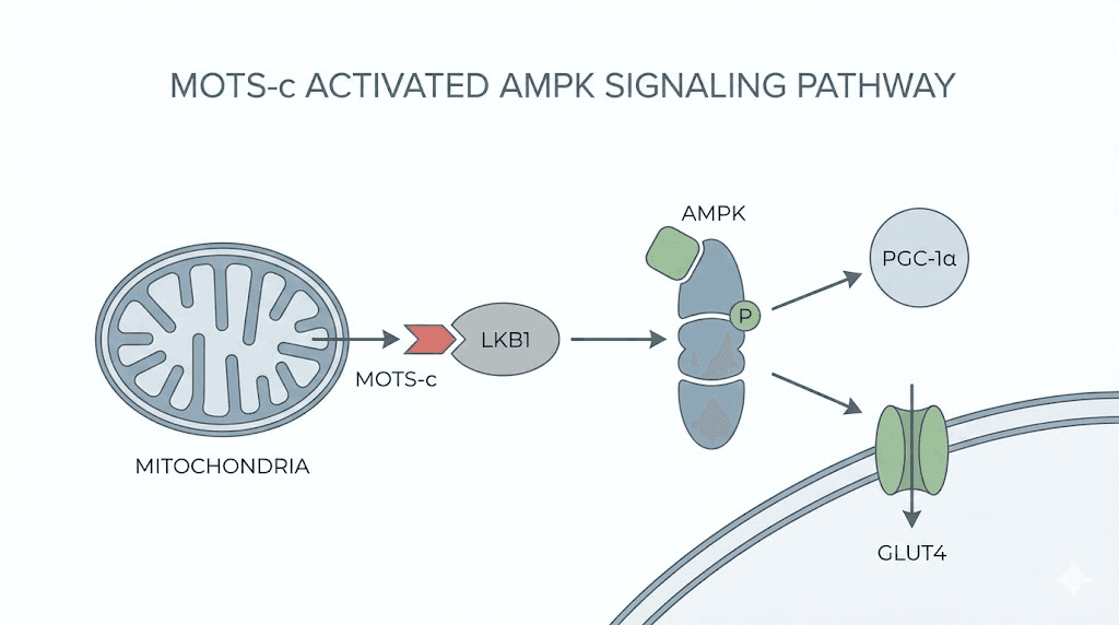 MOTS-c AMPK activation pathway diagram showing cellular signaling cascade
