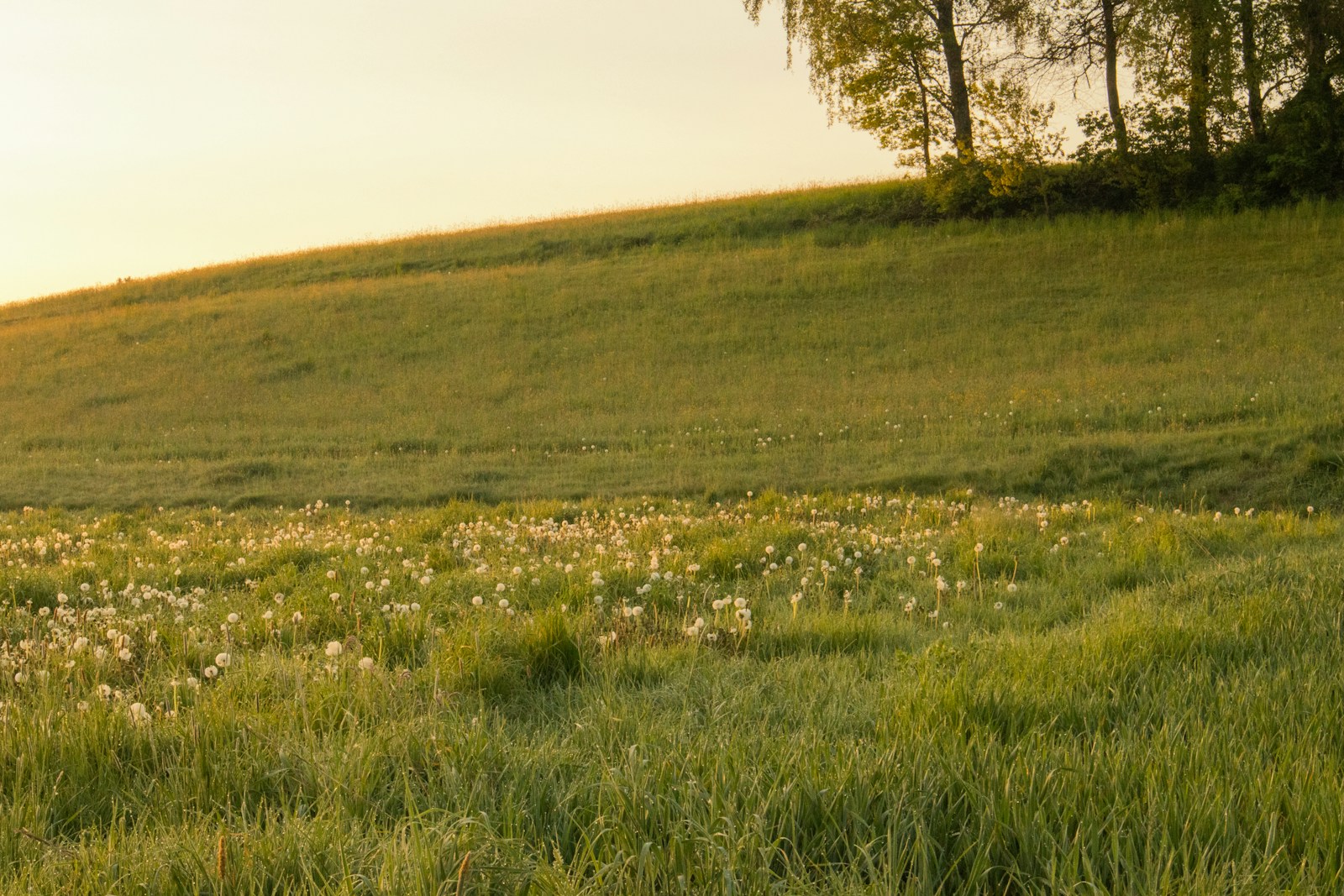 a lone horse standing in a field of grass